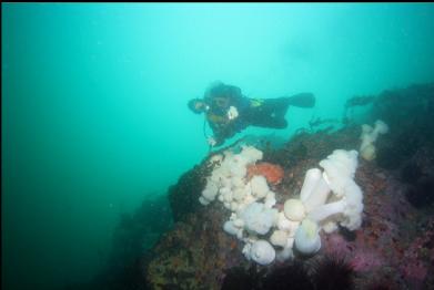 above Puget Sound king crab