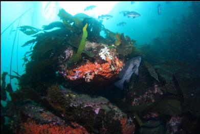 black rockfish