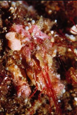 WELL-DISGUISED DECORATOR CRAB