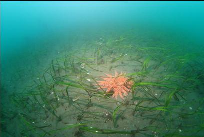 sunflower star and eelgrass