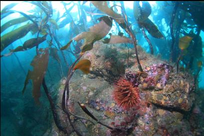 rose anemone and stalked kelp