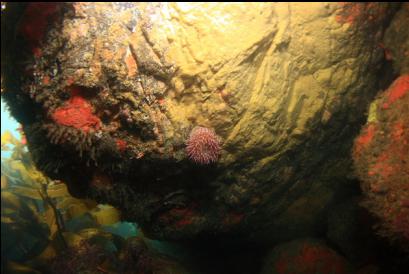 anemone under overhanging boulder