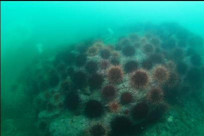 urchins on reef