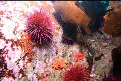 juvenile Puget Sound king crab