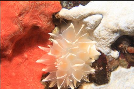 alabaster nudibranch