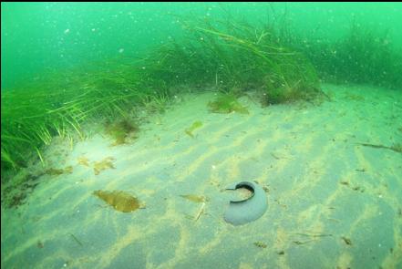 moonsnail egg casing