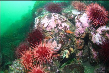 quillback and Puget Sound rockfish