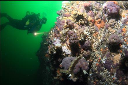 tunicates on the wall