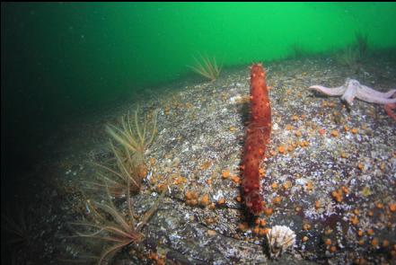 spawning cucumber