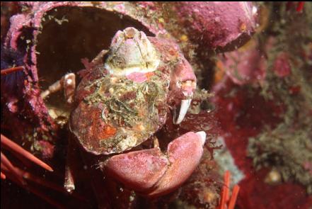 crab on a giant barnacle shell