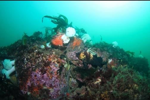 quillback rockfish