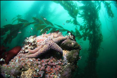 sea star