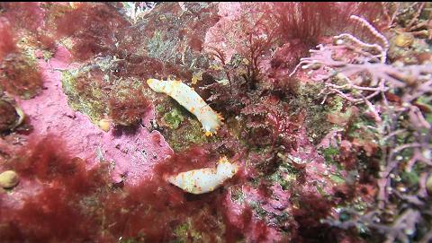 nudibranchs