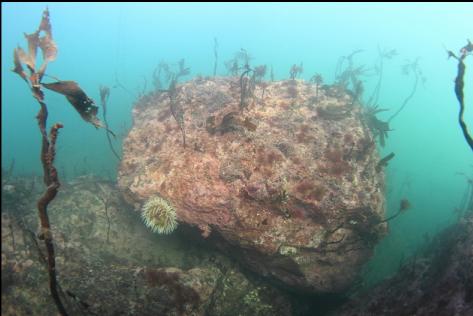 fish-eating anemone on a boulder