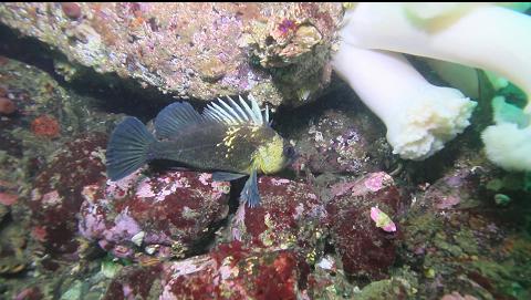 quillback rockfish