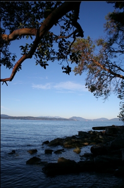 ARBUTUS TREE AND BEACH