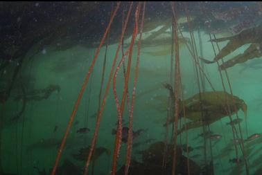 JUVENILE ROCKFISH UNDER KELP