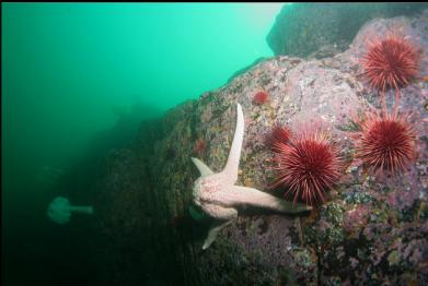 seastar and urchins