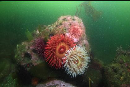 fish-eating anemones