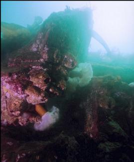 PLUMOSE ANEMONES AND GIANT BARNACLES