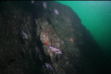 rockfish by wall