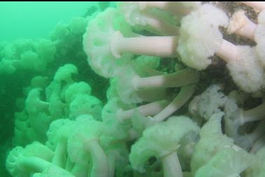 plumose anemones on second dive