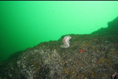 swimming nudibranch next to wall