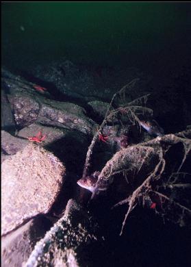 ROCKFISH AROUND TREE BRANCH