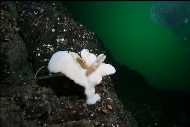 tiny cloud sponge