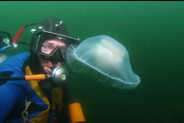 another moon jelly