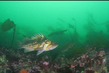 COPPER ROCKFISH