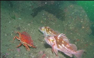 COPPER ROCKFISH AND RED ROCK CRAB