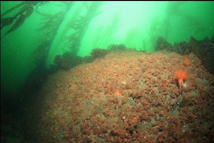 cup corals and burrowing cucumbers 