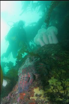 SUNFLOWER STAR AND ANEMONES