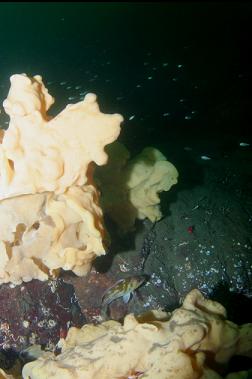 COPPER ROCKFISH NEAR SPONGE