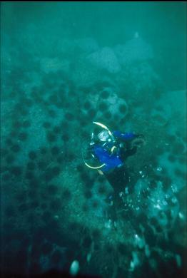 DIVER OVER URCHINS ON FLAT BOTTOM