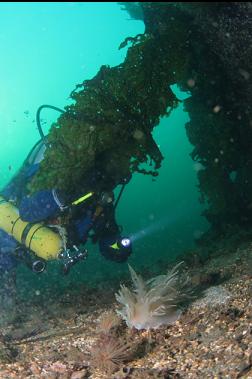 nudibrach hunting tube-dwelling anemones