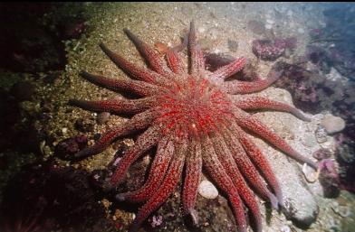 SUNFLOWER STAR AT BASE OF WALL