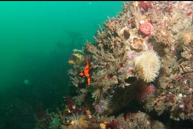 anemones and rockfish on reef