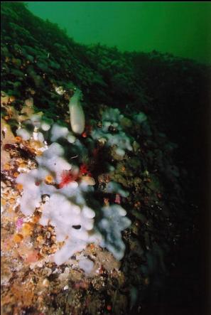  TUNICATES ON WALL