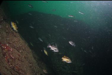 rockfish