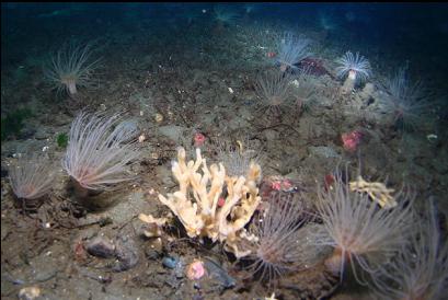 branching sponge and tube-dwelling anemones on sandy slope