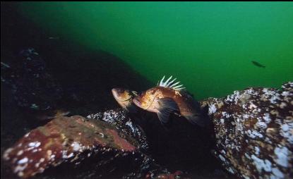 QUILLBACK ROCKFISH