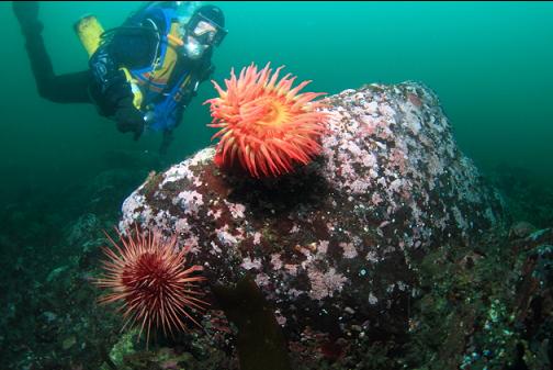 fish-eating anemone