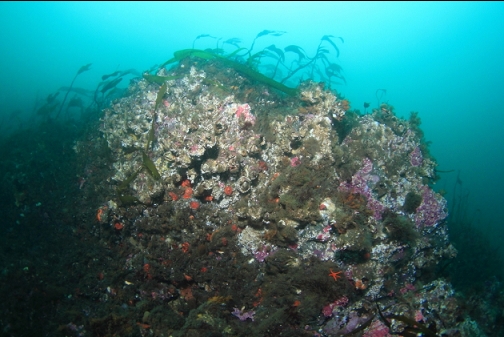 giant barnacles