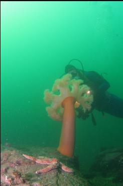 PLUMOSE ANEMONE AND SEASTAR