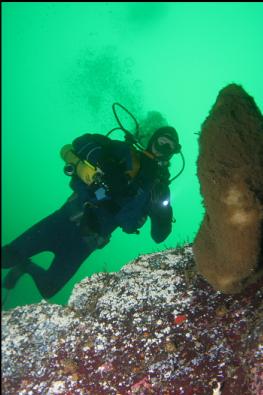 BOOT SPONGE ON WALL