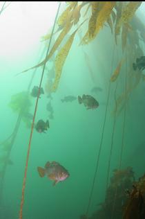 ROCKFISH IN KELP