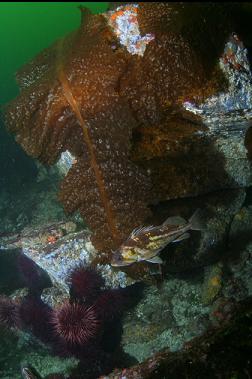 COPPER ROCKFISH AND BOTTOM KELP