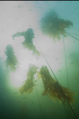 JUVENILE PERCH IN BULL KELP